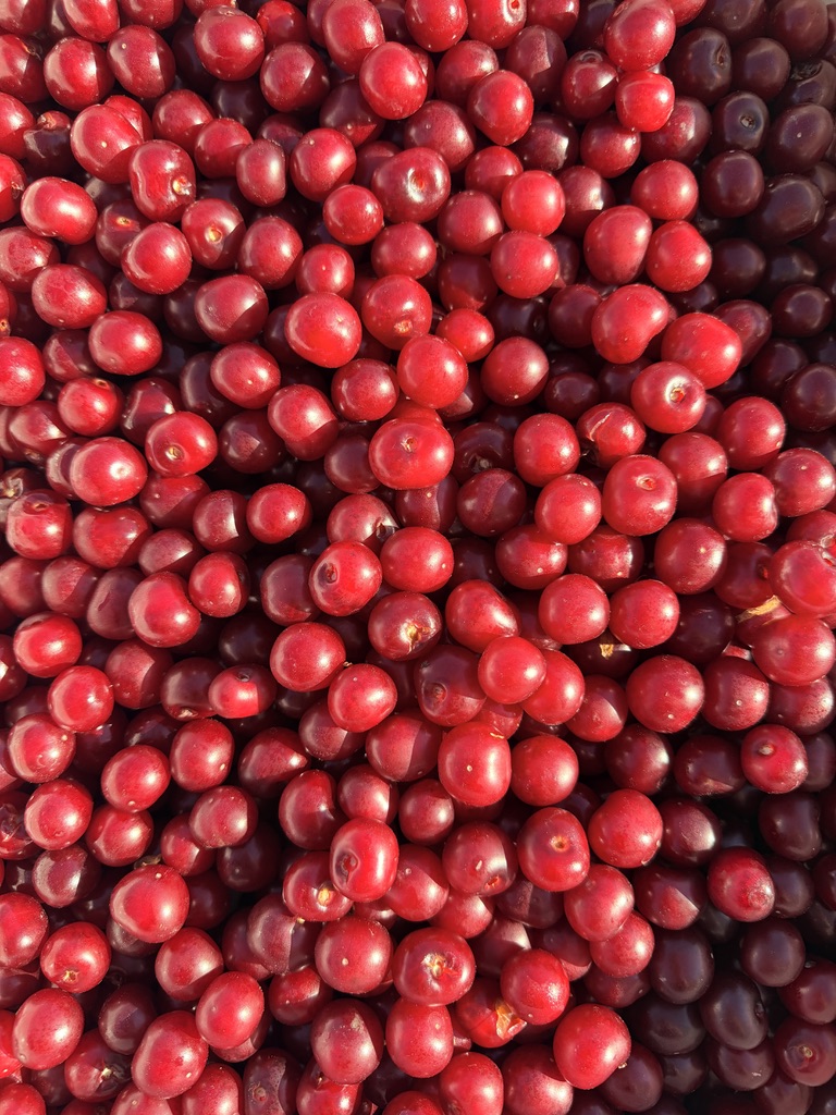 Canadian season crops