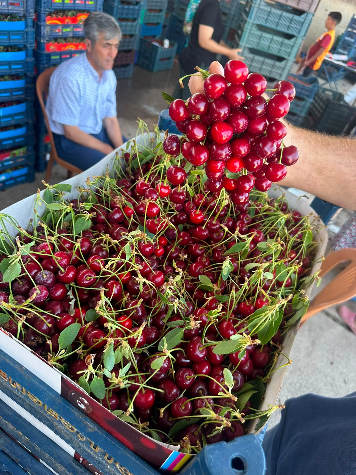 Turkish sour cherries