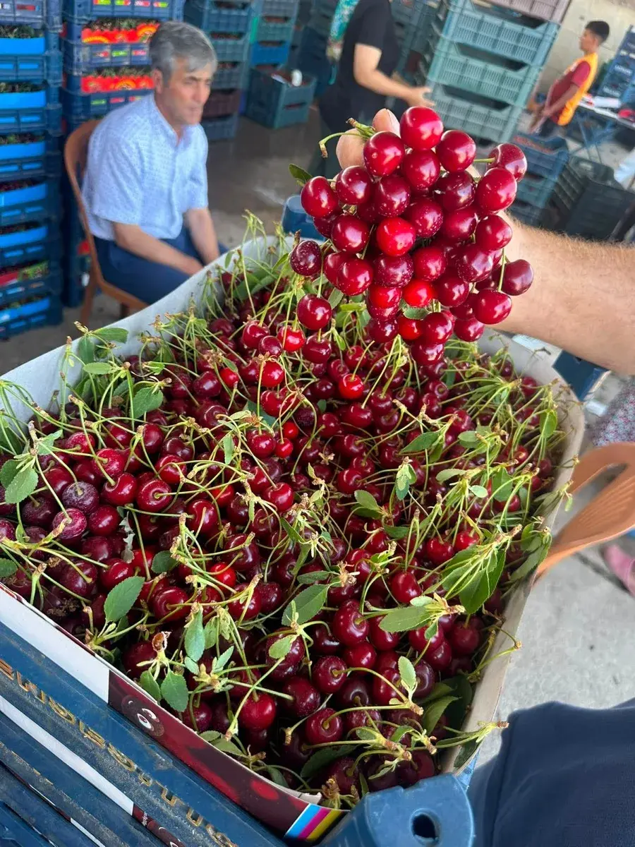 Turkish sour cherries